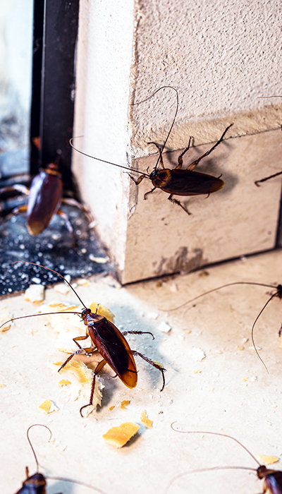 Cockroach Removal 3 cockroach img 2