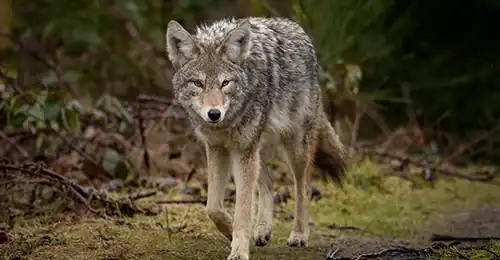 Animal & Raccoon Removal Toronto 3 Wild wolf walking in forest environment in Toronto area.