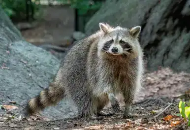 Animal & Raccoon Removal Toronto 6 Raccoon standing outdoors in natural environment in Toronto.