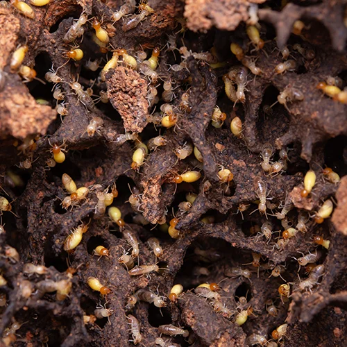 Termite Control and Removal Services 1 Termite Control