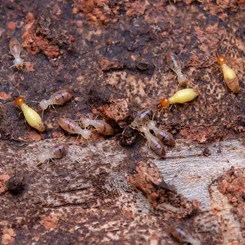 Termite Control and Removal Services 2 Termite workers on wood surface for pest control in Toronto.