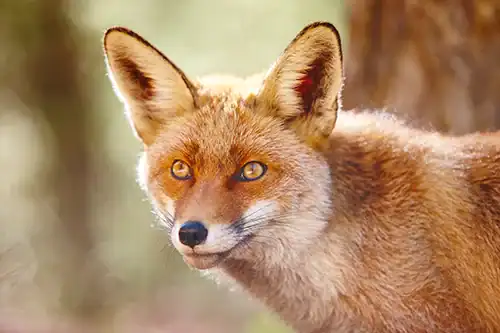 Animal & Raccoon Removal Toronto 1 Close-up of a fox in the woods for pest control services.