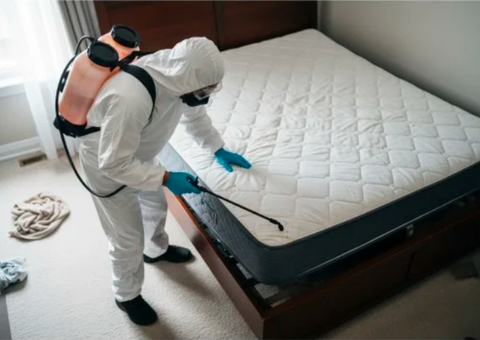 bed bug checking