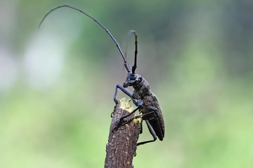 longhorn beetle closeup face branch closeup face insect