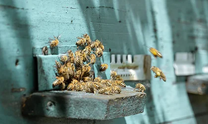 wasp-nest-img