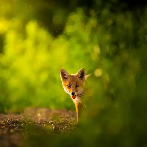 Animal & Raccoon Removal Toronto 2 Fox walking through lush green forest in Toronto area.
